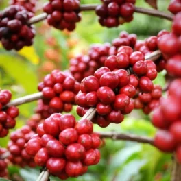 gia-hat-ca-phe-robusta.png